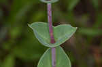 Scarlet beardtongue